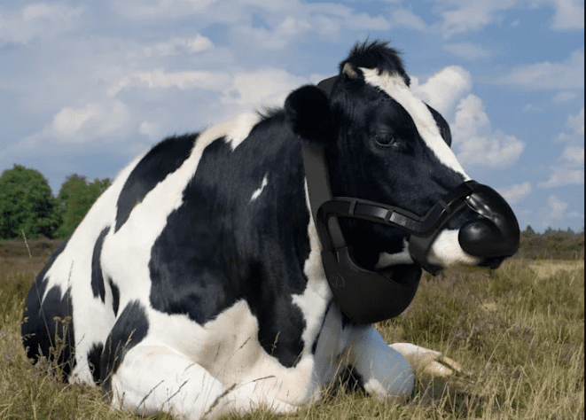 Έφτιαξαν μάσκες για αγελάδες που φιλτράρουν το μεθάνιο απο το ρέψιμο τους, που προκαλεί την κλιματική αλλαγή!