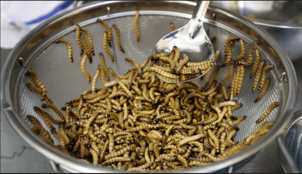 Ανάγκασαν 100 Ολανδικά σχολεία να σερβίρουν σκουλίκια και έντομα στους μαθητές!