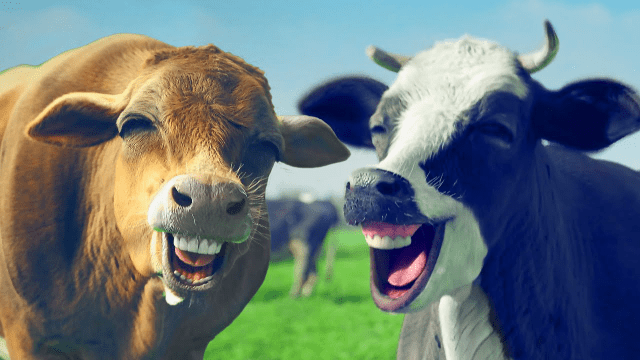 Οι αγελάδες που ρεύονται και αερίζονται θα τραφούν με «κατασταλτικά μεθανίου» σε μια προσπάθεια να σταματήσουν την κακή συνήθεια τους που επιβαρύνει την υπερθέρμανση του πλανήτη…