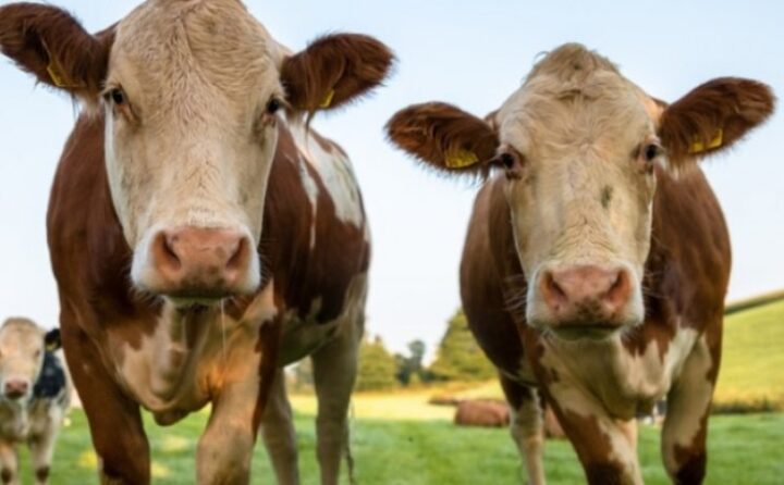 Η Ιρλανδία θα σκοτώσει 200.000 αγελάδες για την ανύπαρκτη κλιματική αλλαγή…