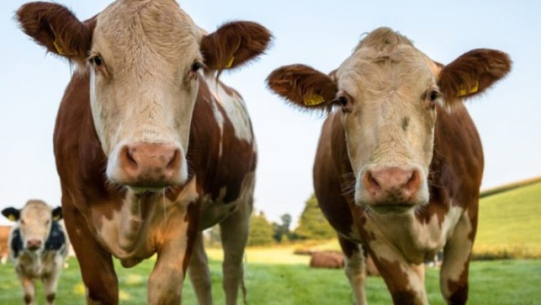 Η Ιρλανδία θα σκοτώσει 200.000 αγελάδες για την ανύπαρκτη κλιματική αλλαγή…