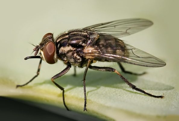 Για νέου είδους παρασιτική ασθένεια που εξαπλώνεται απο μύγες της άμμου, προειδοποιεί το CDC