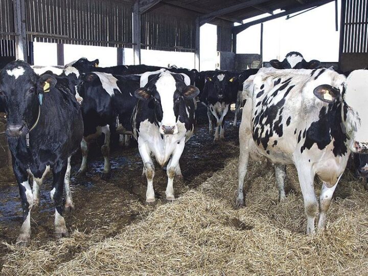 Βοοειδή στη Δανία αρρωσταίνουν και καταρρέουν – μετά την προσθήκη προϊόντος που μειώνει το μεθάνιο στην τροφή τους.