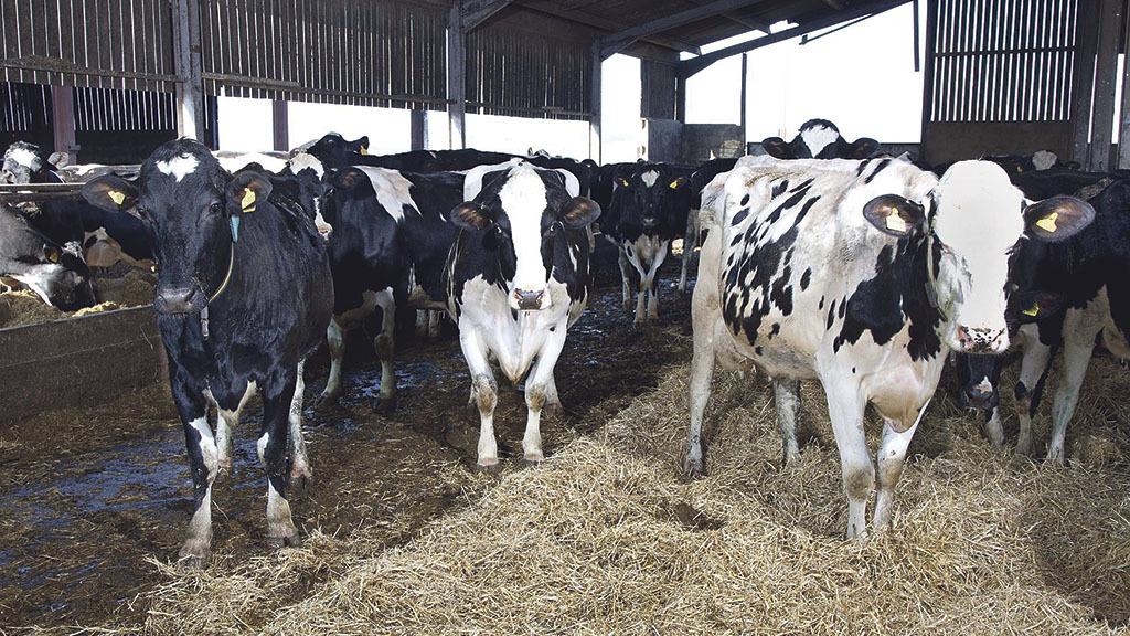Βοοειδή στη Δανία αρρωσταίνουν και καταρρέουν – μετά την προσθήκη προϊόντος που μειώνει το μεθάνιο στην τροφή τους.