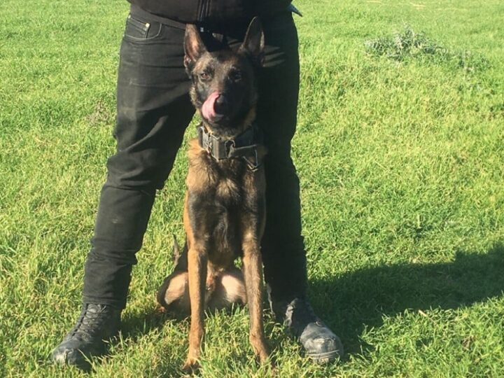 Συμβόλαιο θανάτου και για την Anubis; Σκότωσαν τον Echo, τον σκύλο που είχε βοηθήσει στην έρευνες στα Τέμπη και στην εξαφάνιση Καλογήρου.