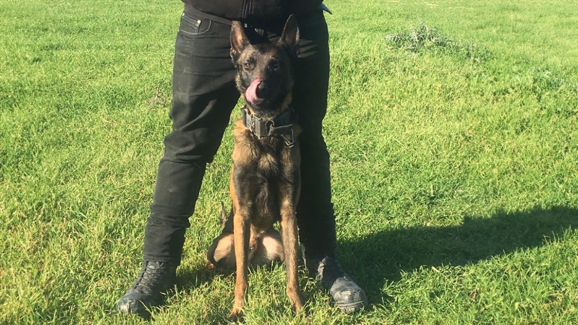 Συμβόλαιο θανάτου και για την Anubis; Σκότωσαν τον Echo, τον σκύλο που είχε βοηθήσει στην έρευνες στα Τέμπη και στην εξαφάνιση Καλογήρου.