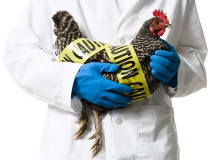 Μια μετάλλαξη του ιού της γρίπης των πτηνών – απο την επικεφαλής του Ινστιτούτου Παστέρ στη Γαλλία